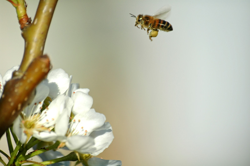 Abeille mellifère devant une fleur de cerisier
